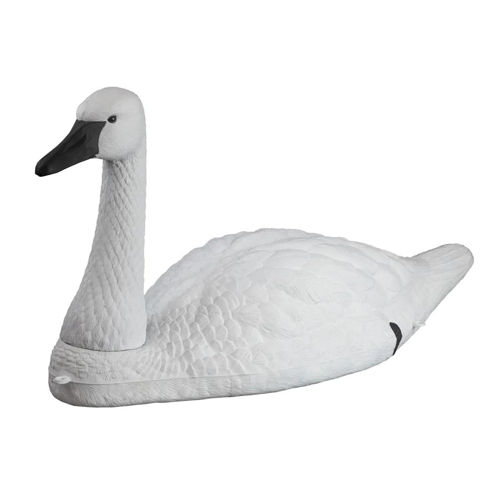 Standard-Size Tundra Swan