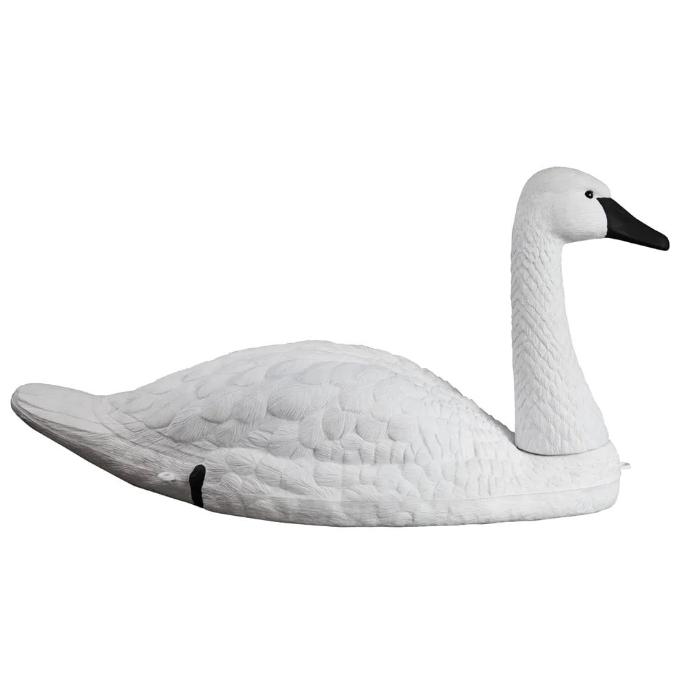 Standard-Size Tundra Swan