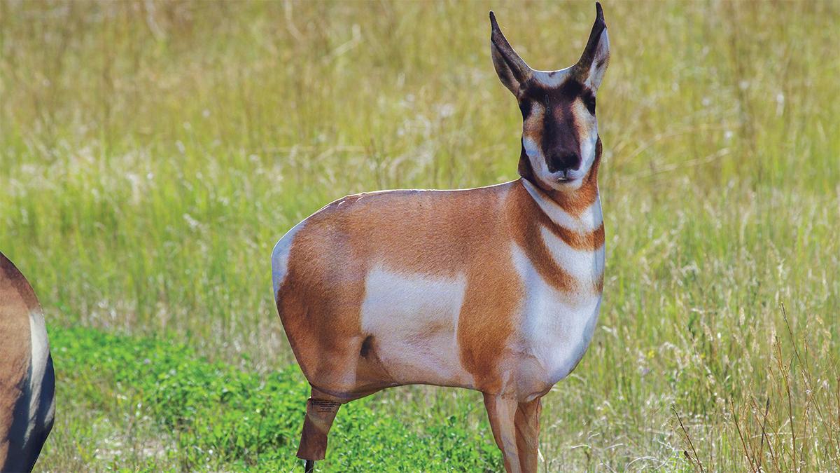Montana Decoy Antelope Buck