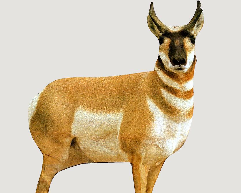 Montana Decoy Antelope Buck