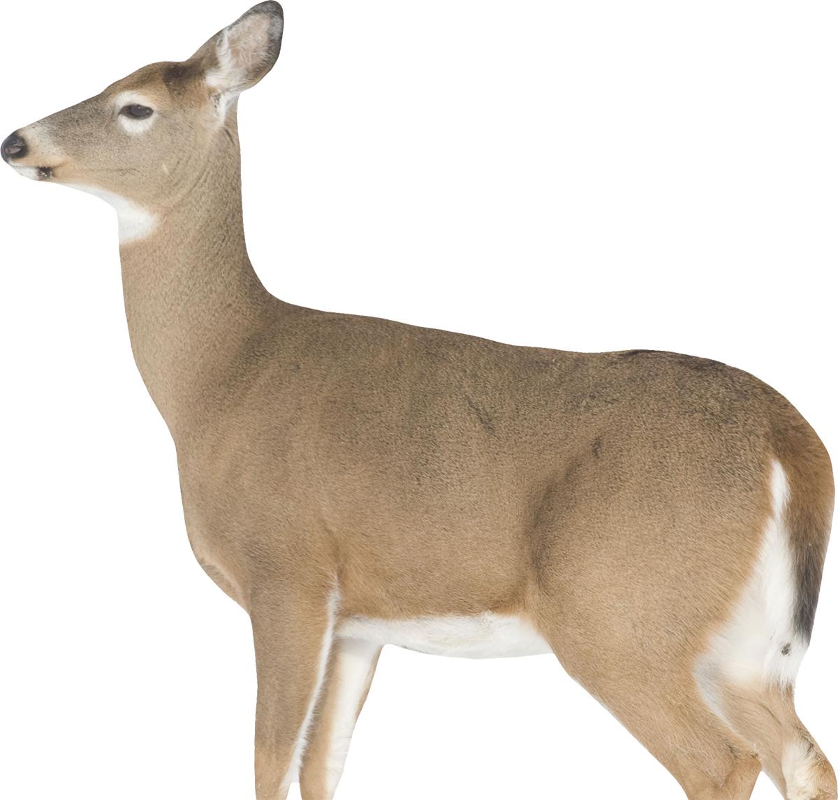 Montana Decoy Dreamy Doe