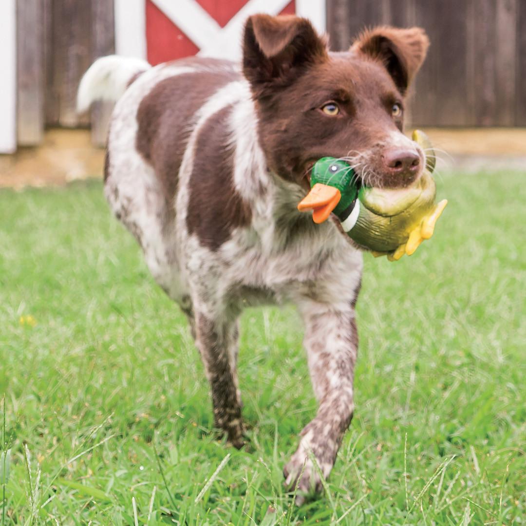 PetSafe Sportsmen Latex Meeze Duck