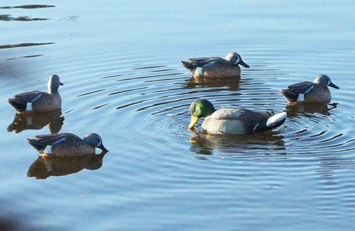 MOJO RIPPLER MALLARD DRAKE